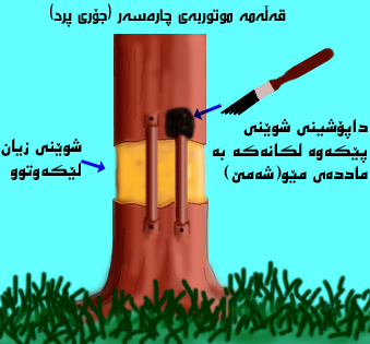 Grafting , التطعيم، موتوربە، متوربە، قەڵەم،گۆپکە، ڕووەک ، کشتوکاڵ