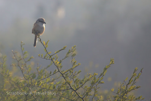 Long tailed Shrike at Keoladeo Ghana National Park Rajasthan India