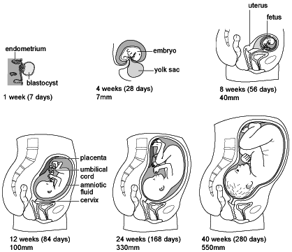 Pregnancy Signs on Stages Of Pregnancy