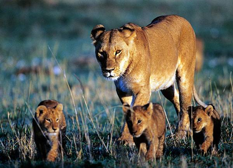 No siempre eres poderoso. Incluso los grandes depredadores son presas cuando son crías, por lo que el cuidado parental es valioso hasta que alcanzan la madurez.