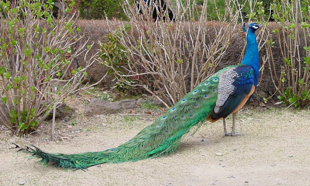 Beautiful Indian Peacock HD Wallpaper Free