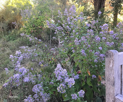 aster, Symphyotrichum