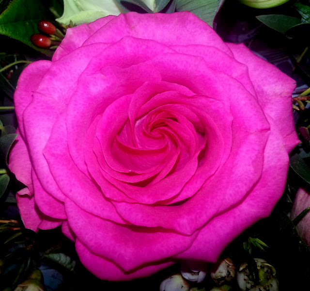 Close-Up of a dark pink rose