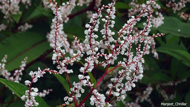 White Flowers