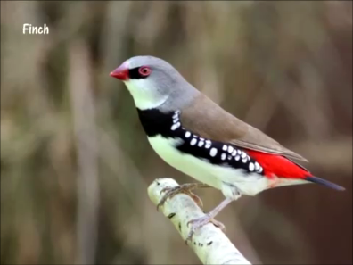 beautiful bird