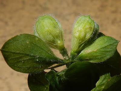 華九頭獅子草的果實