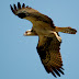 raptors birds Google Search Raptors for Linnea Pinterest Animal
