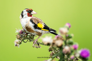 Wildlifefotografie Stieglitz Distelfink Olaf Kerber