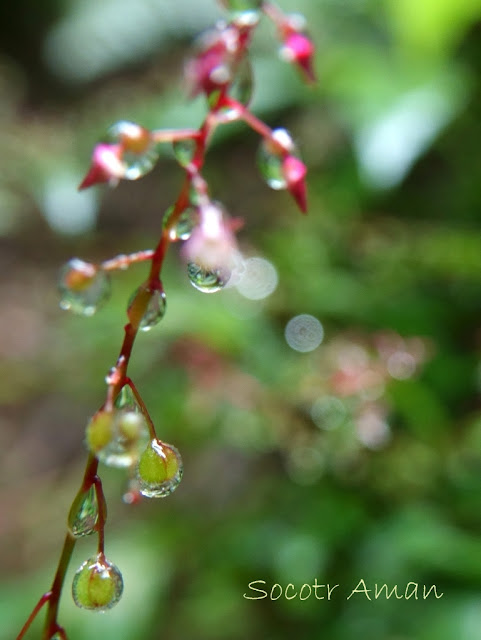 Circaea erubescens