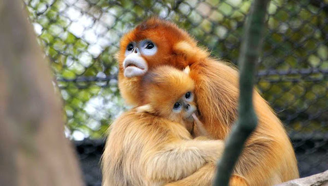 Monyet Spesies Sangat langkah Dari Seluruh Dunia Tabloid 