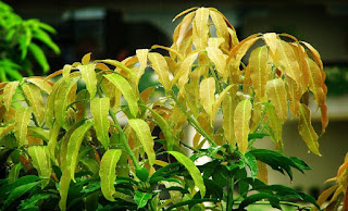 Mango leaves reduces diabetes risk