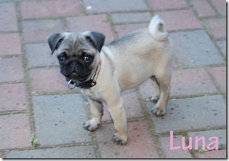 Luna_1 Luna_1