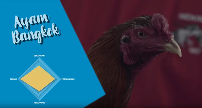 Trah Ayam Jago Terbaik Menurut N3kad Rooster Farm 2019 Club Adu Ayam
