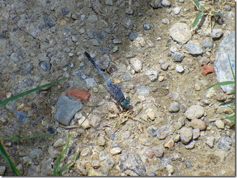 clip_image001[6]