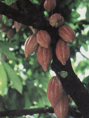 cacao tree