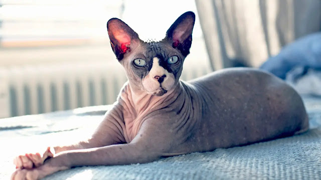 Sphynx Cat