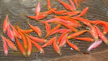 danio rerio- daniobalarino - paulistinha rosa - paulistinha - paulistinha verde rosa lilas azul transparente - petmania- bettas e guppys - reprodução- reproducao-peixe-aquario-tanque-como fazer - afogados da ingazeira - pernambuco-petshop - loja- aquarismo