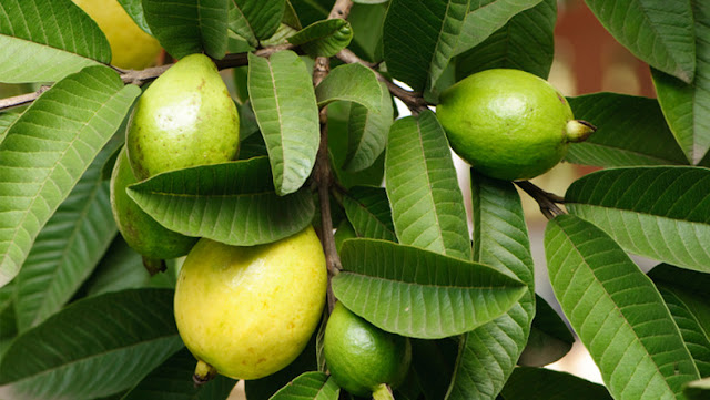 Guava: Natural Benefits Of The Guava Leaves