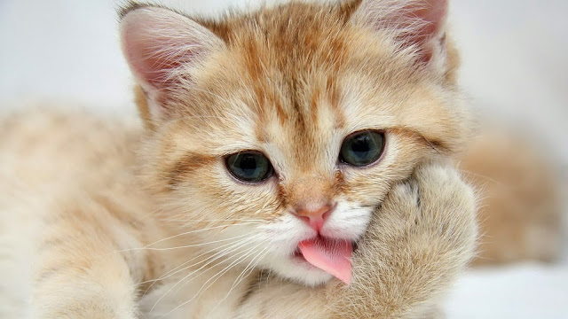 Cute Cats HD Wallpaper Free