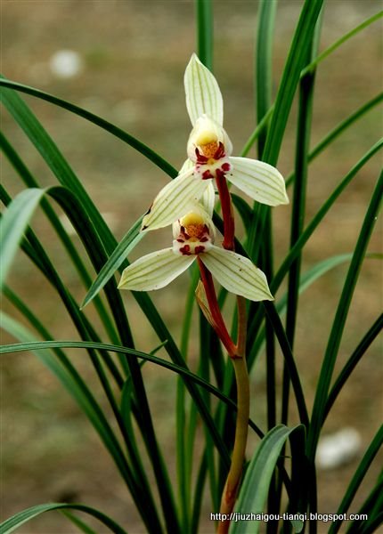 兰花 花:lanhua-09020512141597