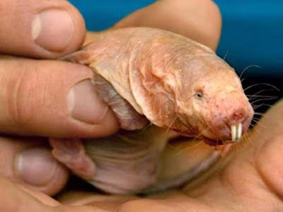 World’s Ugliest Animal - The Naked Mole Rat Seen On www.coolpicturegallery.us