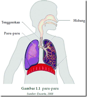 gambar_paru_paru