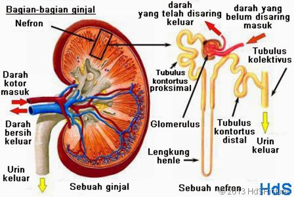 Tulisanku Bagian Ginjal dan Fungsinya