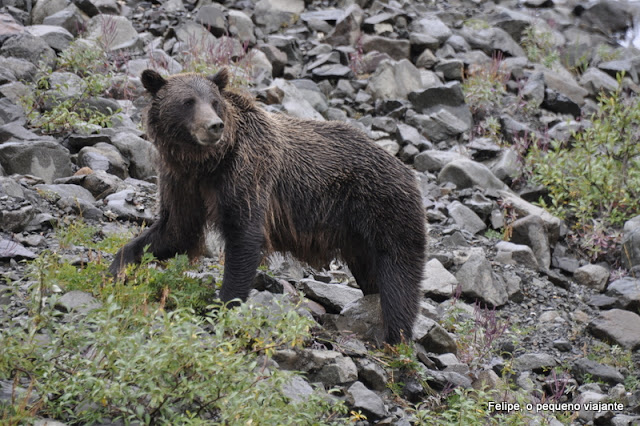 denali_national_park_alaska