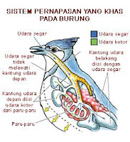 ALAT PERNAPASAN PADA MANUSIA DAN HEWAN 