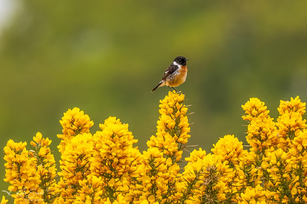 Stonechat