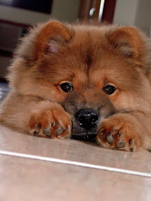 Chow Chow 