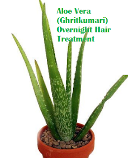 Aloe Vera (Ghritkumari) Overnight Hair Treatment