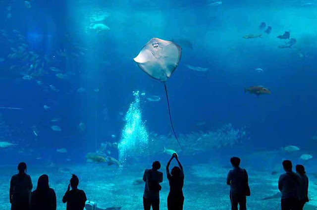 aquarium, Churaumi, fish, Okinawa, people, travel