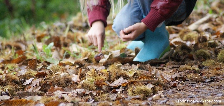 Esskastanien sammeln - Herbstfreuden