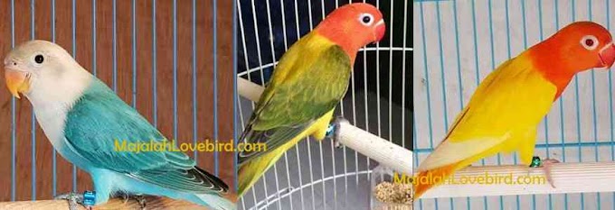 Lovebird Biola ~ Ciri-ciri Mutasi dan Harga Lovebird Biola