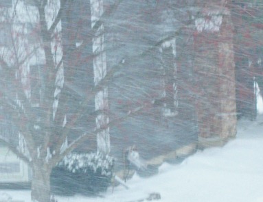 blizzard5
