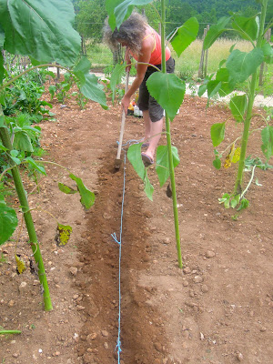 planting green beans