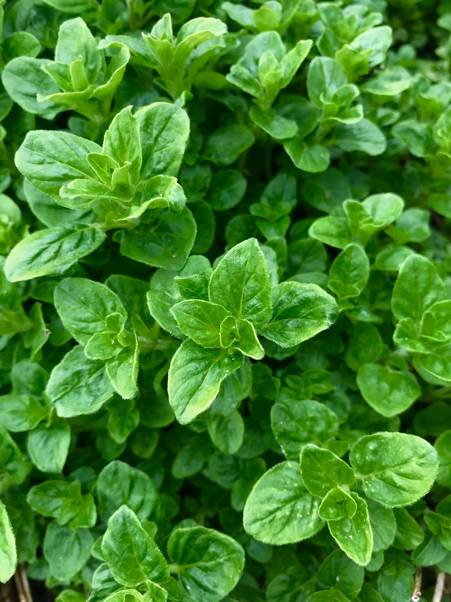 Whether enjoyed in a savory dish or brewed into a comforting tea, oregano adds not just flavor but also a touch of well-being to our lives.