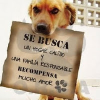 http://www.abc.es/espana/madrid/abci-perroton-madrid-2016-miles-perros-y-humanos-corren-adopcion-animal-201610161454_noticia.html