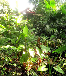 Tropical Backyard Garden Design