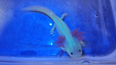 GFP leucistic axolotl glowing green under black light or blue lighting