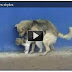 ΒΙΝΤΕΟ: Σκύλος κάνει ΣΕΞ με Γατα