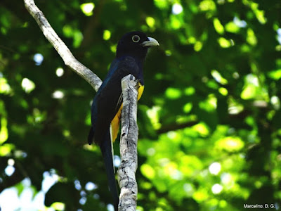 surucuá, aves, aves do brasil, foto, camera sony, camera nikon, camera sony, fotos, fotografia, fotografia de natureza, fotografias, natureza, pássaros, passaros, bird, birds, trogon,  White-tailed Trogon, beautiful, nature, cerrado, Tocantins, Brasil