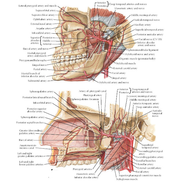 Maxillary Artery ANATOMY