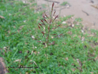 Lovegrass - Chrysopogon aciculatus