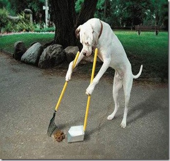 Dog Cleaning Up