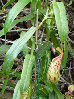 Plante carnivore : Nepenthes x burkei