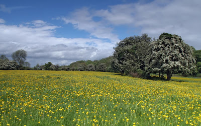 Beautiful Meadow