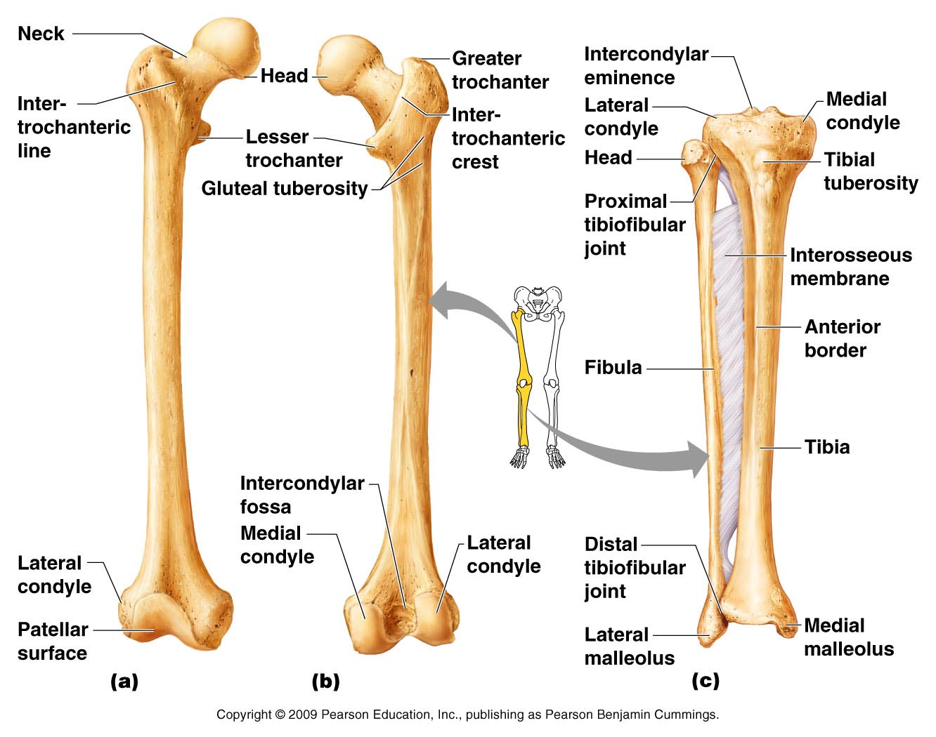 Human Leg Bone Structure - Human Anatomy Details