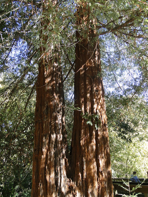 Fall Redwood trees
